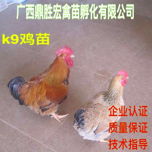 南宁K9鸡苗 厂家批发 售后服务 诚信经营