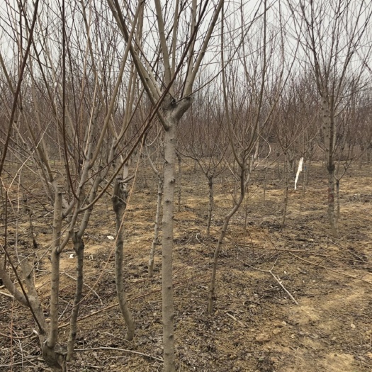 沭阳县紫叶碧桃