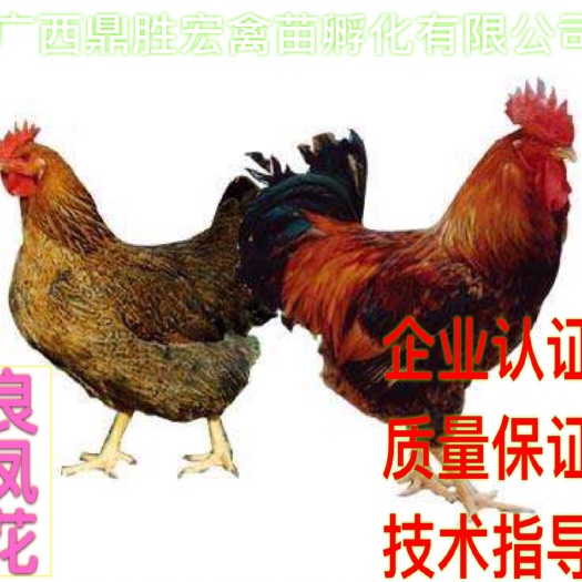 南宁良凤花鸡苗 厂家批发 售后服务 质量保证