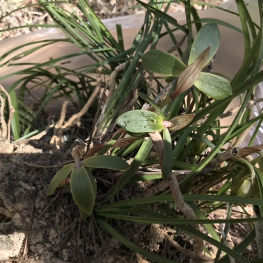 曲靖豆瓣兰 裸根不带土 