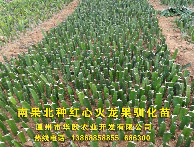苍南县大红火龙果苗 