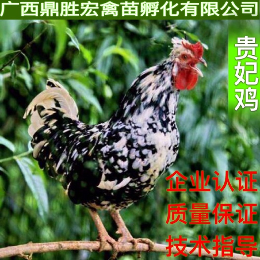 南宁贵妃鸡鸡苗 贵妃鸡苗