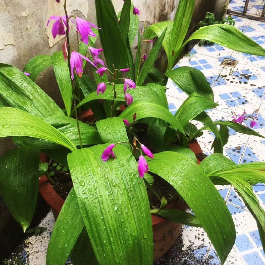 紫花白芨苗 紫花三叉宽叶