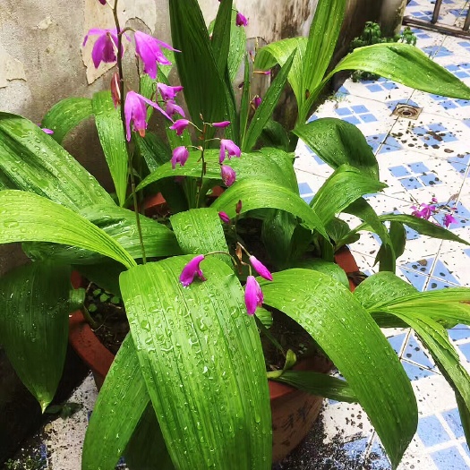 东至县紫花白芨苗 紫花三叉宽叶