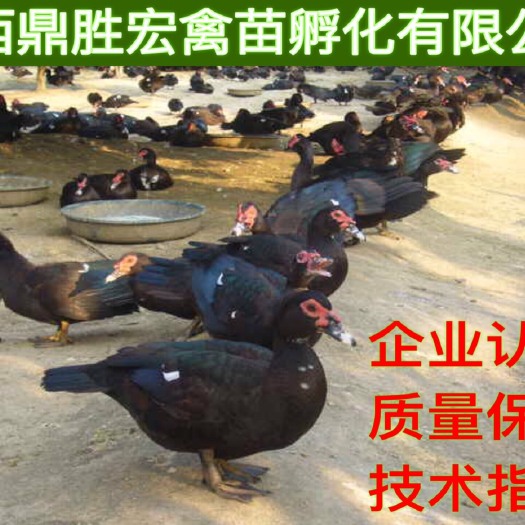 南宁番鸭苗 厂家批发 售后服务 质量保证