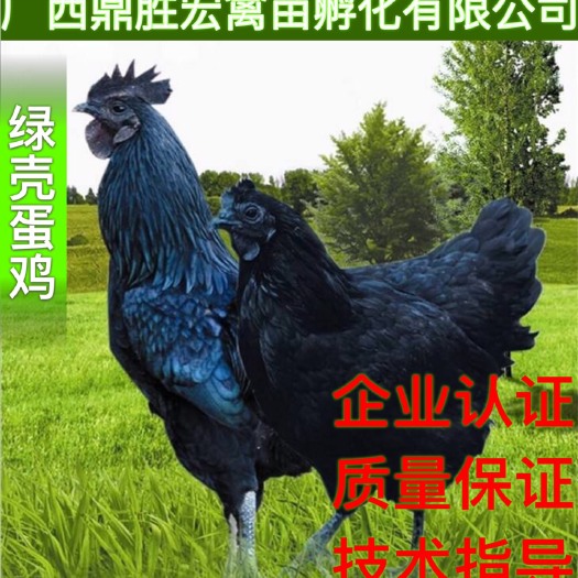 南宁五黑一绿鸡苗 承诺无假货 售后服务 代办托运