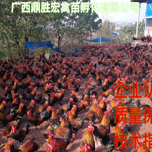南宁黑瑶鸡苗 厂家批发 售后服务 诚信经营