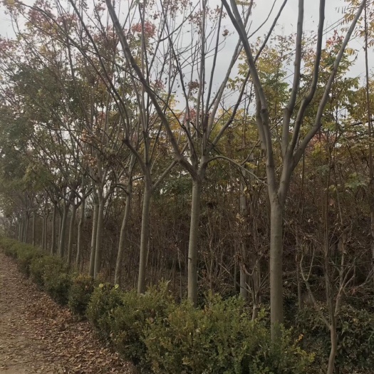 黄山栾树
