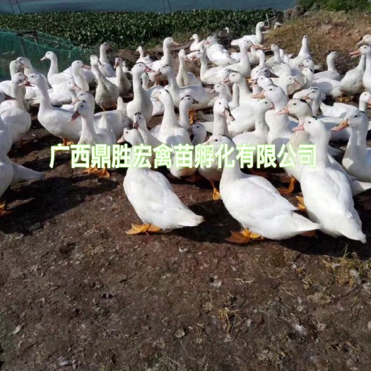南宁一点头鸭苗 厂家批发 售后服务 严格疫防