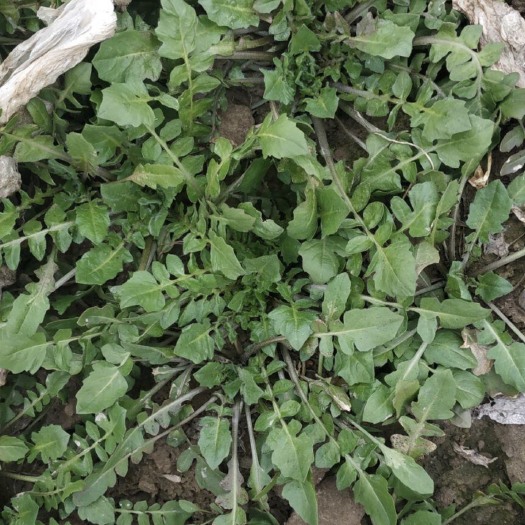周至县野生荠菜 5~10cm 
