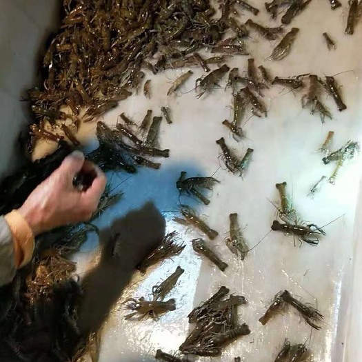 琼海市澳洲淡水小龙虾苗