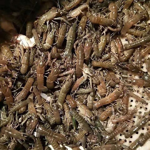 琼海市澳洲淡水小龙虾苗