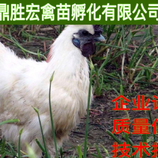南宁竹丝鸡苗 厂家批发 售后服务 诚信经营