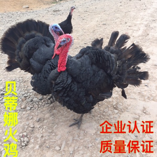 南宁贝蒂娜火鸡苗 厂家批发 售后服务 质量保证