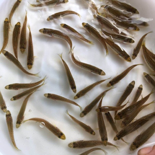 广州加州鲈鱼苗
