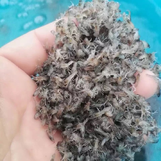 琼海市澳洲淡水小龙虾苗
