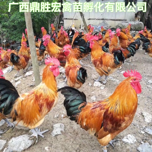南宁 南丹瑶鸡 南丹瑶鸡苗出壳苗包防疫