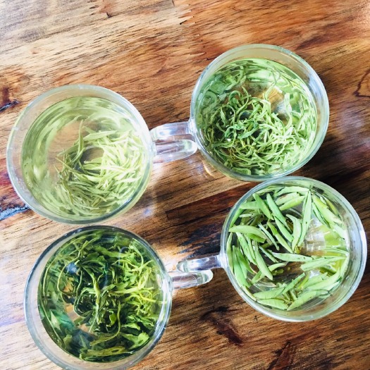 荣县茶花茶 一级 散装 