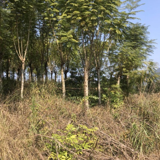 漳州蓝花楹 3.5~5米 