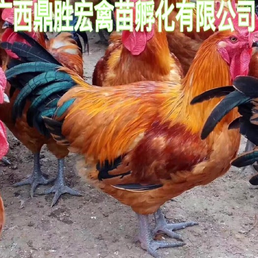 南宁青脚麻鸡苗 厂家批发 售后服务 质量保证