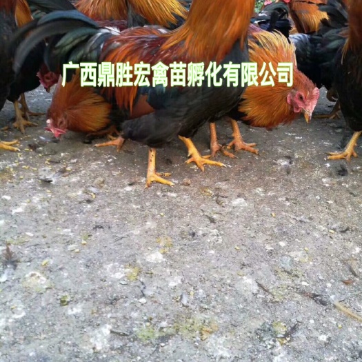 南宁广东清远鸡鸡苗 厂家批发 售后服务 诚信经营