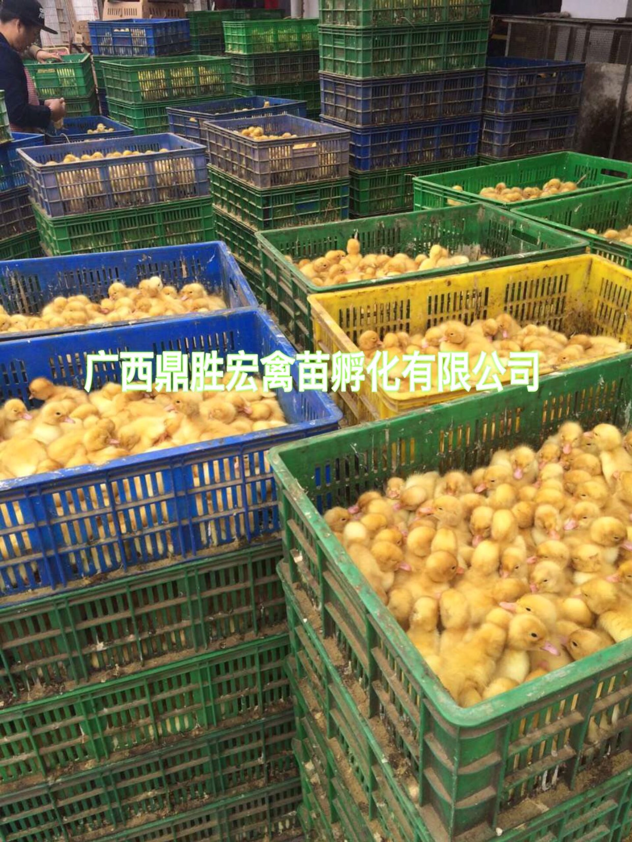 桂柳鸭苗 厂家批发 售后服务 质量保证