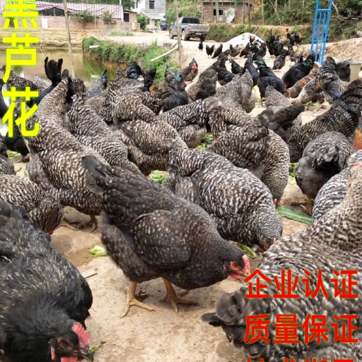 南宁芦花鸡苗 厂家直销 售后服务 质量保证