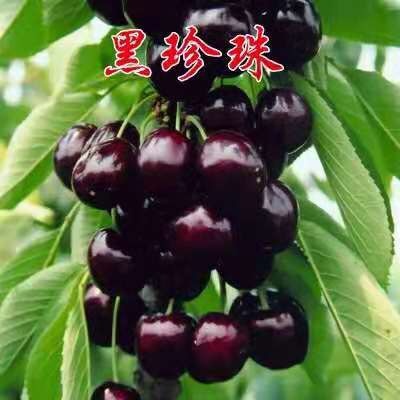 泰安黑珍珠苗 