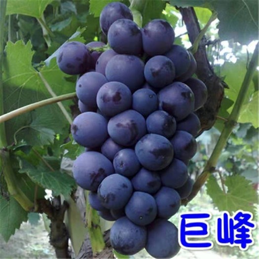 泰安巨峰葡萄苗 