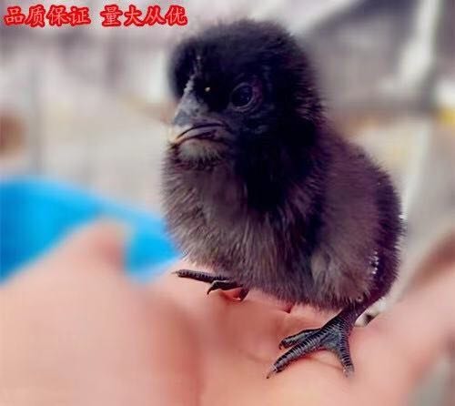 郯城县五黑鸡苗 