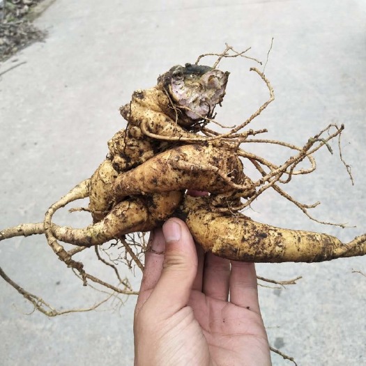 峨边县竹节参