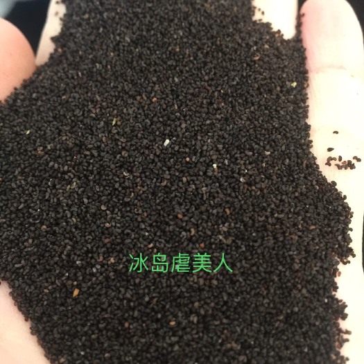虞美人种子 