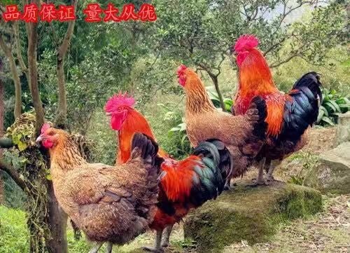 郯城县土鸡苗 