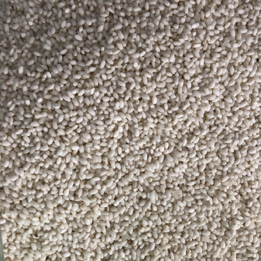 济南圆糯米 