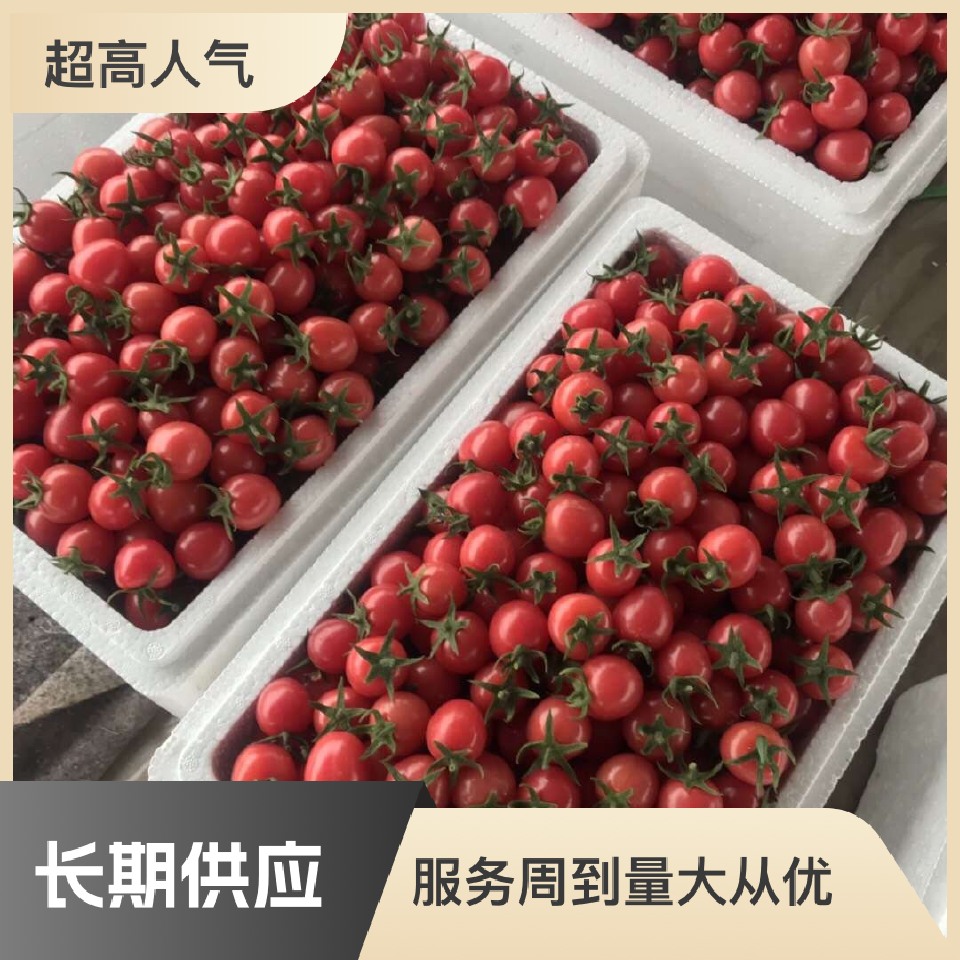 千禧圣女果 千禧6号 贝贝 圣女果代办 口感好,对接电商