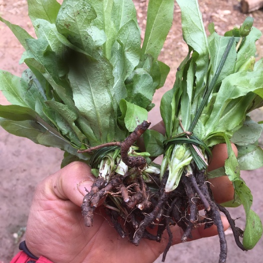 金堂县蒲菜 