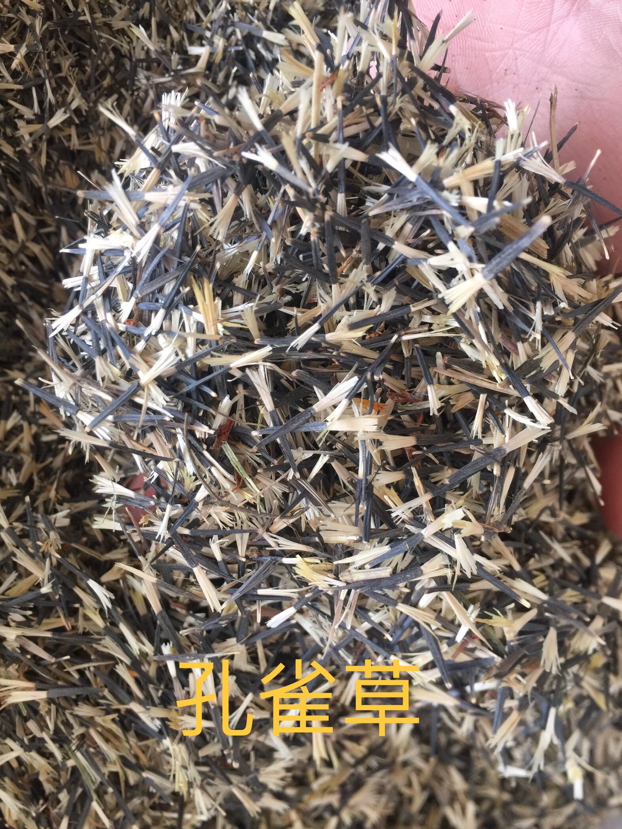 孔雀草种子 