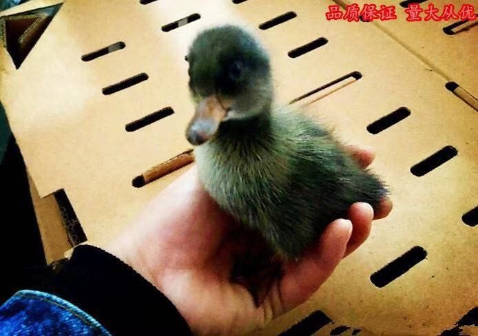 郯城县金定鸭苗 