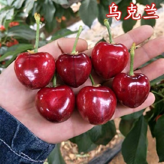 沭阳县玛瑙红樱桃树苗 