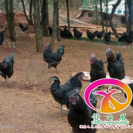 广州乌骨鸡苗 乌骨鸡公苗