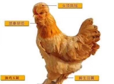 邵阳县 北京油鸡苗 宫廷鸡苗小鸡苗肉鸡苗纯种鸡苗珍珠鸡苗七彩山鸡鸡
