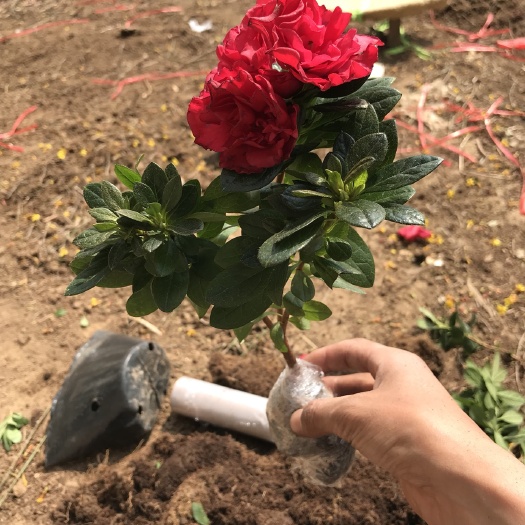 四季杜鹃  杜鹃花盆栽植物室内带花苞好养的花常年四季开花不断花卉观花