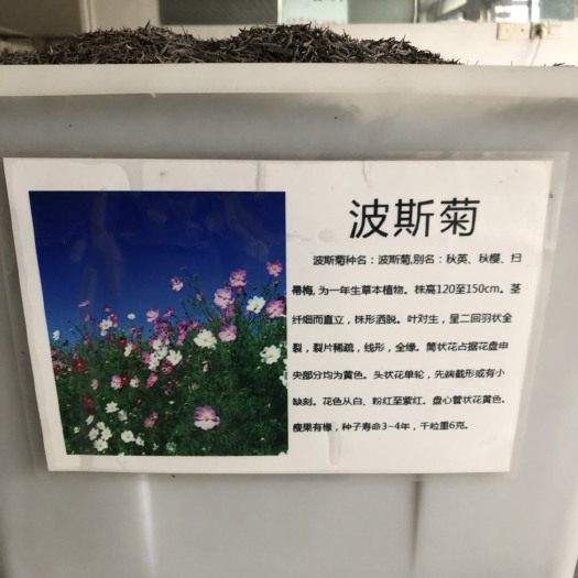 波斯菊种子