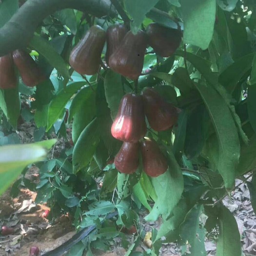 海口黑金刚莲雾 5-7cm 