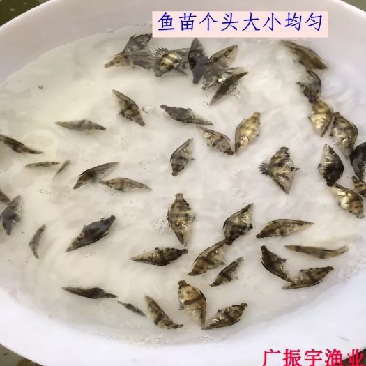博罗县桂鱼苗 统货