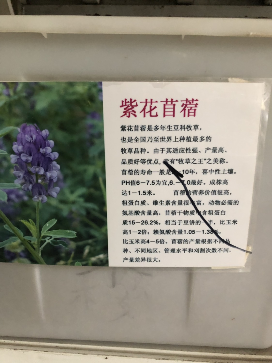 紫花苜蓿種子