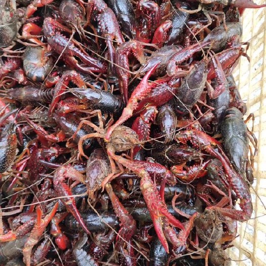 潜江市潜江小龙虾 4-6钱 人工养殖 