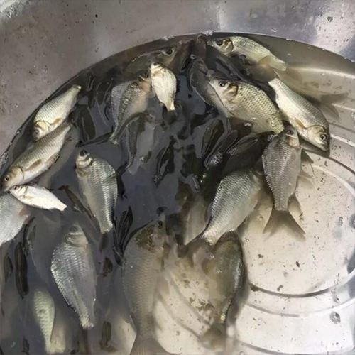 师宗县湘云鲫 人工养殖 0.5-3公斤 