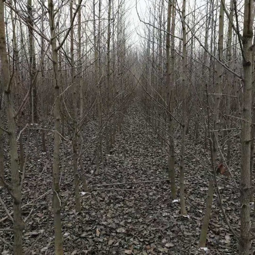 银杏实生树