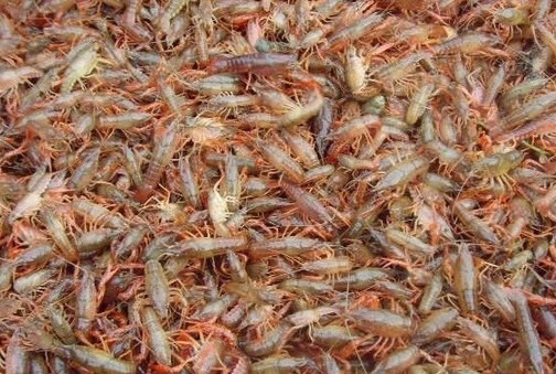 三台县龙虾苗 